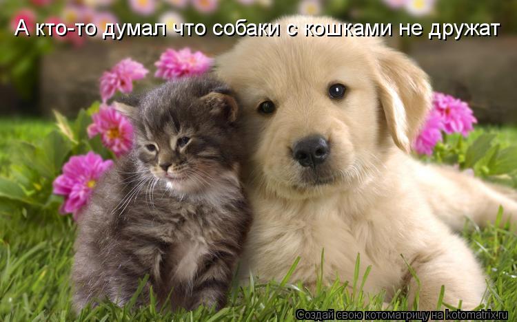 Котоматрица: А кто-то думал что собаки с кошками не дружат