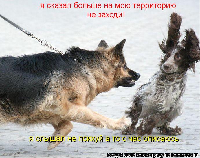 Котоматрица: я сказал больше на мою территорию    не заходи ! я слышал не психуй а то с час описаюсь