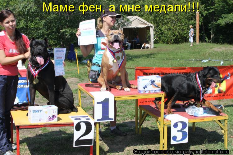 Котоматрица: Маме фен, а мне медали!!!