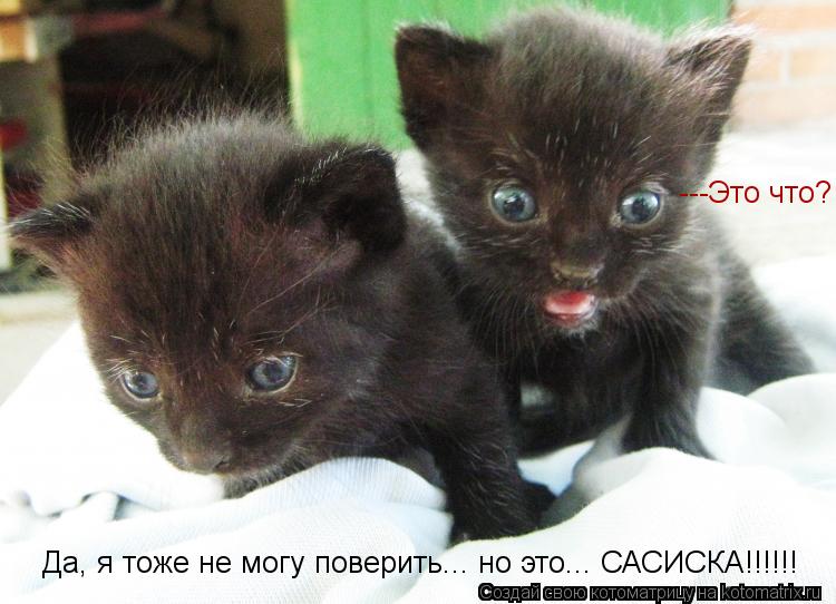 Котоматрица: ---Это что? Да, я тоже не могу поверить... но это... САСИСКА!!!!!!