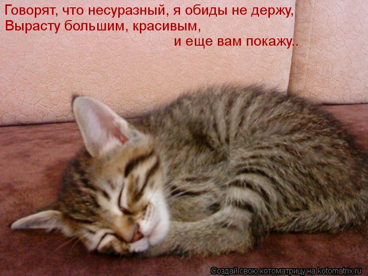 Открытка котенок обиделся Открытка котенок обиделся
