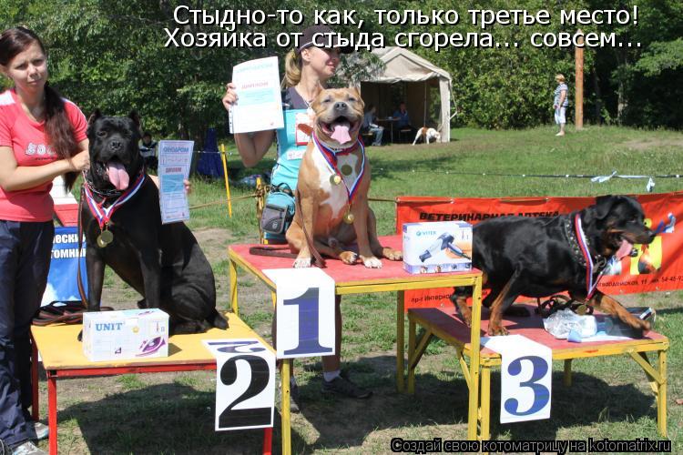 Котоматрица: Стыдно-то как, только третье место! Хозяйка от стыда сгорела... совсем...
