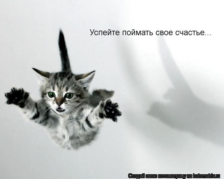 Котоматрица: Успейте поймать свое счастье...