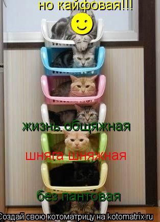 Котоматрица: шняга шняжная жизнь общяжная без пантовая но кайфовая!!! &#9787;