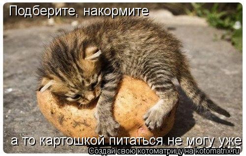 Котоматрица: Подберите, накормите  а то картошкой питаться не могу уже