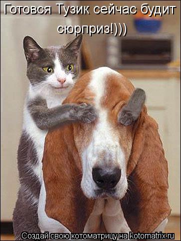 Котоматрица: сюрприз!))) Готовся Тузик сейчас будит