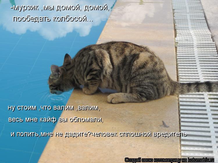 Котоматрица: -мурзик ,мы домой, домой, пообедать колбосой... ну стоим ,что валим ,валим, весь мне кайф вы обломали, и попить,мне не дадите?человек сплошной в