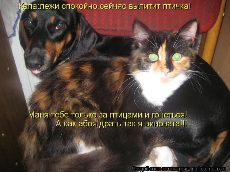 Котоматрица: Капа:лежи спокойно,сейчяс вылитит птичка! Маня:тебе только за птицами и гонеться! А как абоя драть,так я виновата!!!