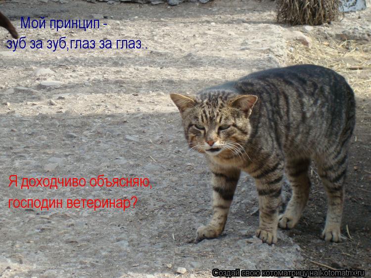 Котоматрица: Мой принцип - зуб за зуб,глаз за глаз.. Я доходчиво объясняю, господин ветеринар?