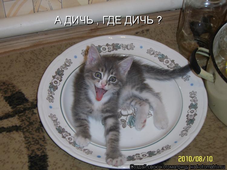 Котоматрица: А ДИЧЬ , ГДЕ ДИЧЬ ?