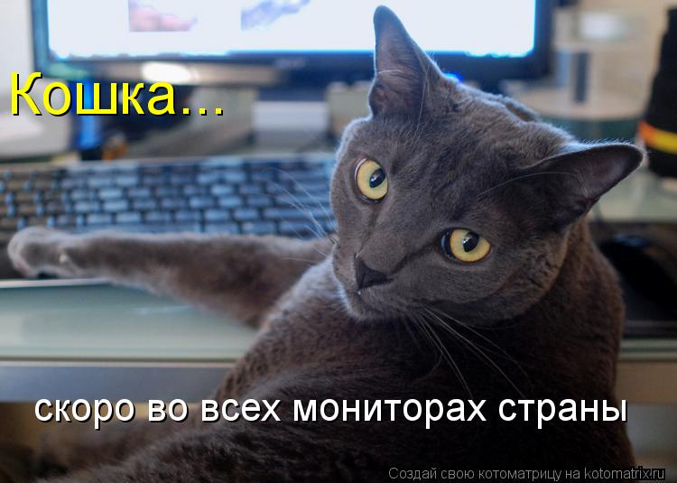 Котоматрица: Кошка... скоро во всех мониторах страны