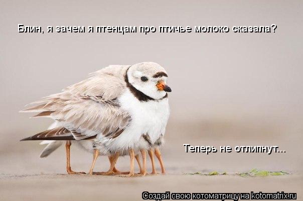 Котоматрица: Блин, я зачем я птенцам про птичье молоко сказала? Теперь не отлипнут...