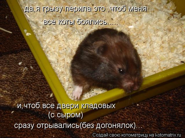 Котоматрица: да,я грызу перила это ,чтоб меня все коты боялись..... и,чтоб все двери кладовых (с сыром) сразу отрывались(без догонялок)...