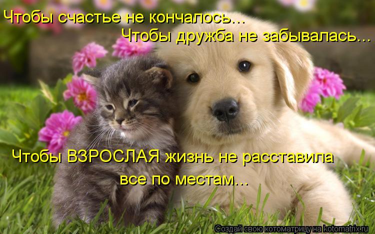 Котоматрица: Чтобы счастье не кончалось... Чтобы дружба не забывалась... Чтобы ВЗРОСЛАЯ жизнь не расставила  все по местам...