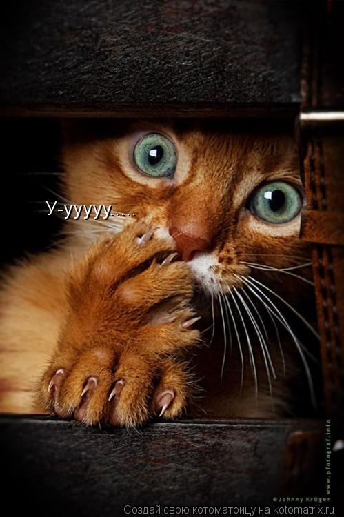 Котоматрица: У-ууууу..... У-ууууу.....
