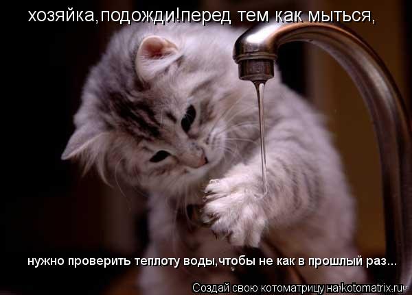 Котоматрица: хозяйка,подожди!перед тем как мыться, нужно проверить теплоту воды,чтобы не как в прошлый раз...