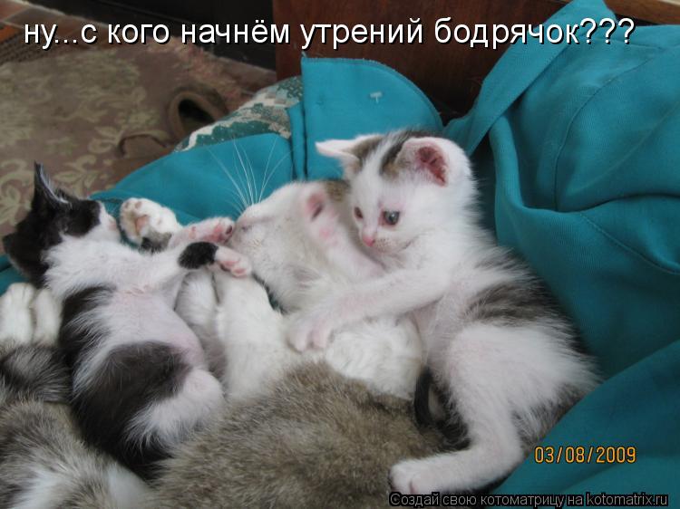 Котоматрица: ну...с кого начнём утрений бодрячок???