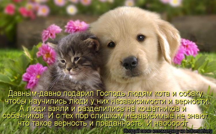 Котоматрица: Давным-давно подарил Господь людям кота и собаку, чтобы научились люди у них независимости и верности. А люди взяли и разделились на кошатн