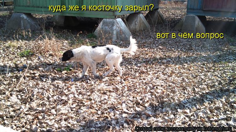 Котоматрица: куда же я косточку зарыл? вот в чём вопрос