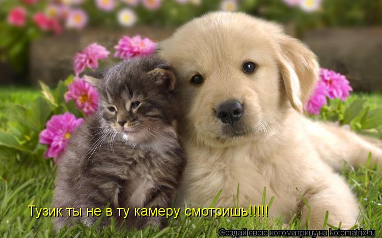 Котоматрица: Тузик ты не в ту камеру смотришь!!!!!