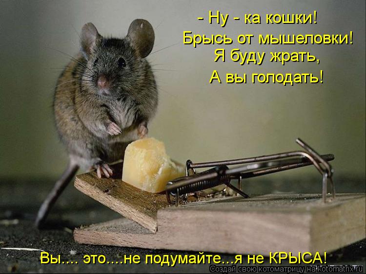 Котоматрица: - Ну - ка кошки! Брысь от мышеловки! Я буду жрать, А вы голодать! Вы.... это....не подумайте...я не КРЫСА!