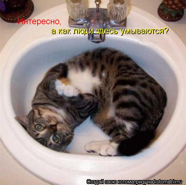 Котоматрица: Интересно, а как люди здесь умываются?
