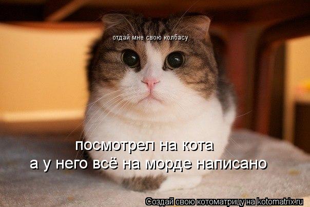 Котоматрица: отдай мне свою колбасу а у него всё на морде написано посмотрел на кота
