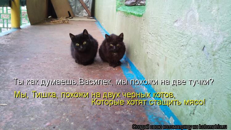 Котоматрица: Ты как думаешь,Василек, мы похожи на две тучки? Мы, Тишка, похожи на двух черных котов, Которые хотят стащить мясо!