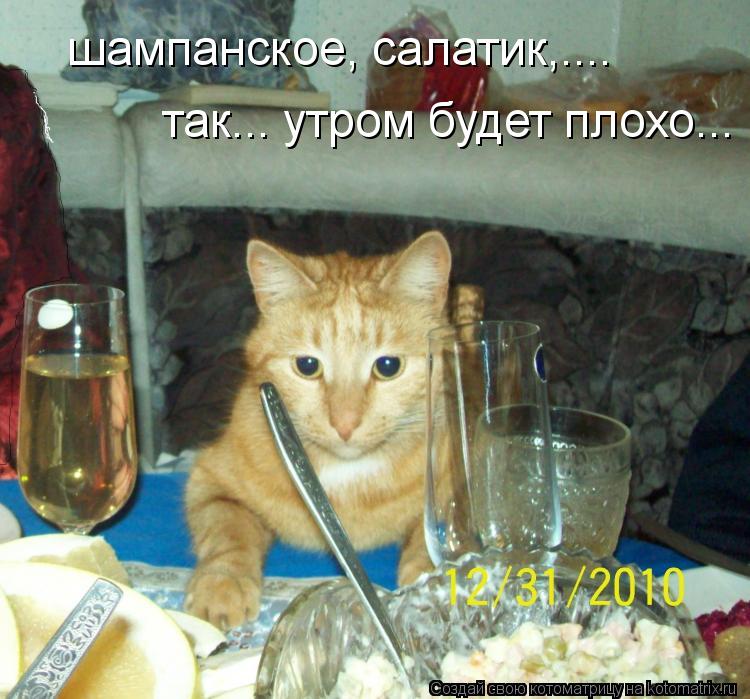 Котоматрица: шампанское, салатик,....  так... утром будет плохо...