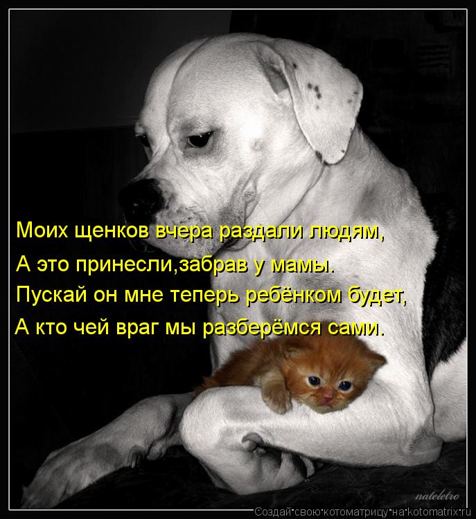 Моих щенков вчера раздали людям, А это принесли,забрав у мамы. Пускай он мне теперь ребёнком будет, А... Котоматрица: Моих щенков вчера раздали людям, А это принесли,забрав у мамы. Пускай он мне теперь ребёнком будет, А кто чей враг мы разберёмся сами.