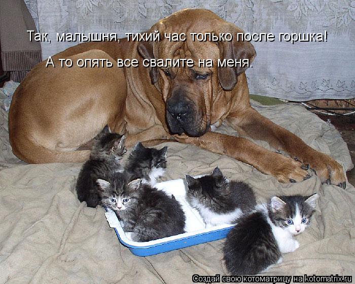 Котоматрица: Так, малышня, тихий час только после горшка!  А то опять все свалите на меня.