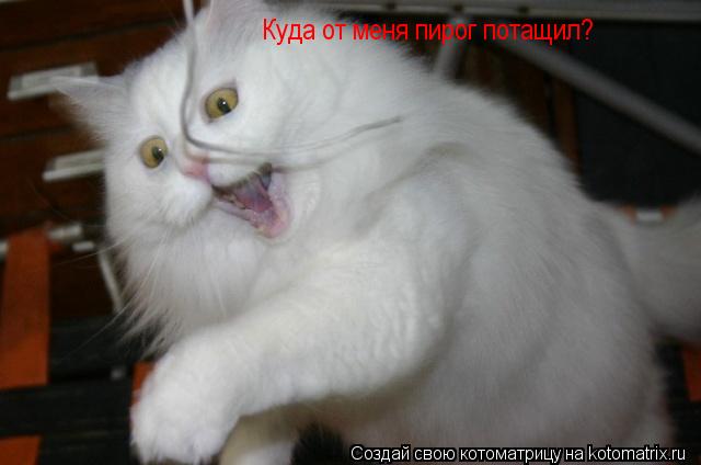 Котоматрица: Куда от меня пирог потащил?