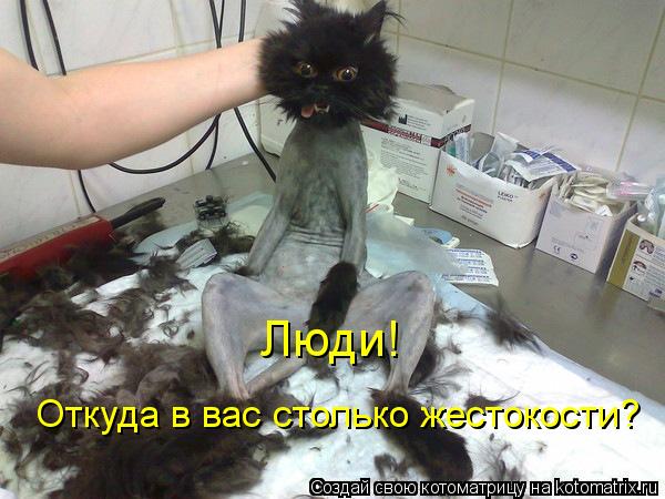 Котоматрица: Люди! Откуда в вас столько жестокости?