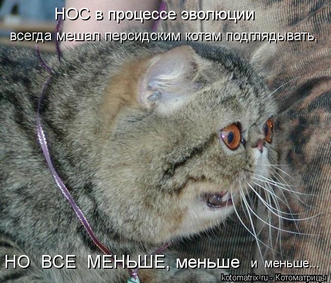 Котоматрица: всегда мешал персидским котам подглядывать, НО  ВСЕ  МЕНЬШЕ, меньше и  меньше... НОС в процессе эволюции