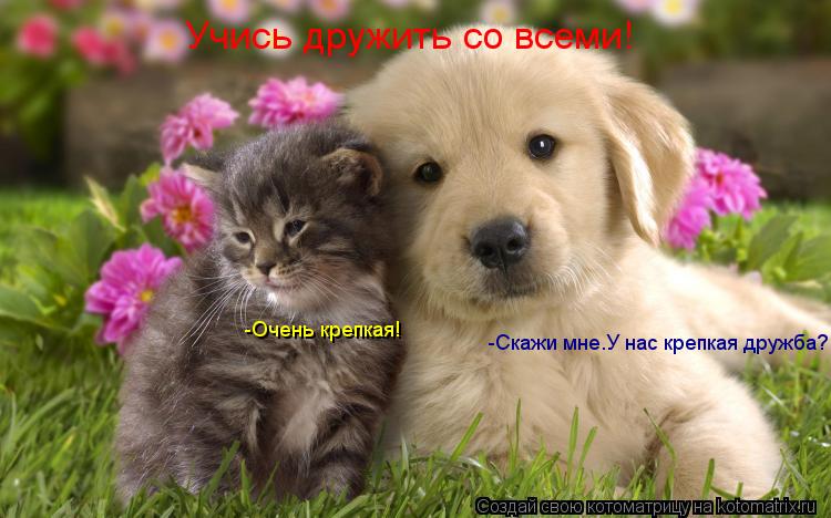 Котоматрица: Учись дружить со всеми! -Очень крепкая! -Скажи мне.У нас крепкая дружба?