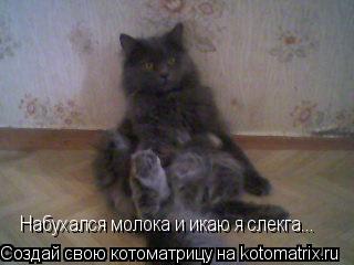 Котоматрица: Набухался молока и икаю я слекга...