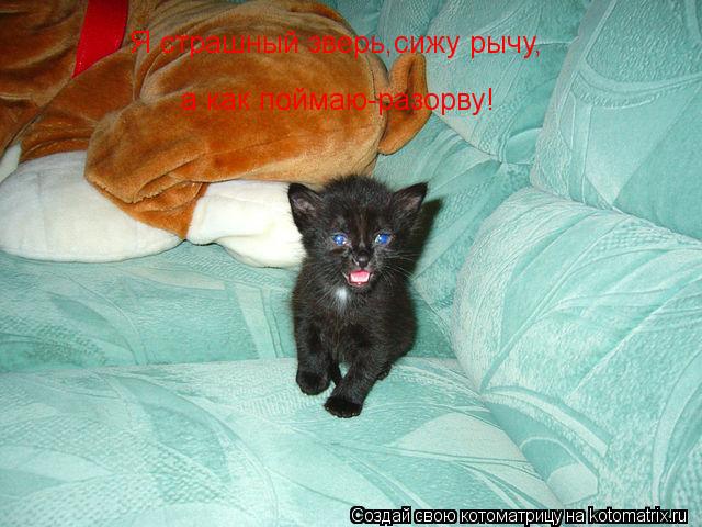 Котоматрица: Я страшный зверь,сижу рычу, а как поймаю-разорву!