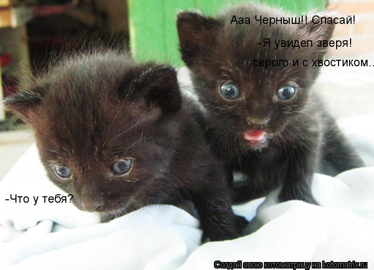Котоматрица: Ааа Черныш!! Спасай! -Что у тебя? -Я увидел зверя!  серого и с хвостиком..