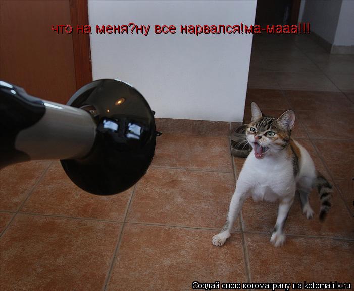 Котоматрица: что на меня?ну все нарвался!ма-мааа!!! что на меня?ну все нарвался!ма-мааа!!!