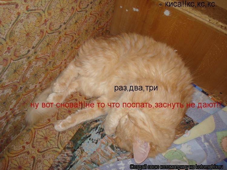 Котоматрица: раз,два,три киса!!кс,кс,кс. ну вот снова!!!не то что поспать,заснуть не дают!!