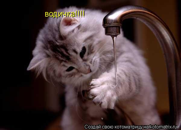 Котоматрица: водичка!!!!