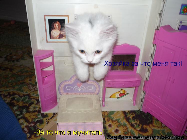 Котоматрица: -За то что я мучитель! -Хозяйка за что меня так!