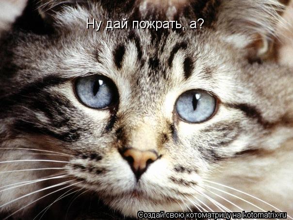 Котоматрица: Ну дай пожрать, а?