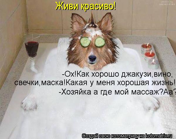 Котоматрица: -Ох!Как хорошо джакузи,вино, Живи красиво! свечки,маска!Какая у меня хорошая жизнь! -Хозяйка а где мой массаж?Аа?