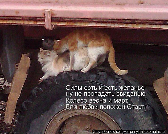 Котоматрица: Силы есть и есть желанье, ну не пропадать свиданью, Колесо,весна и март, Для любви положен Старт!