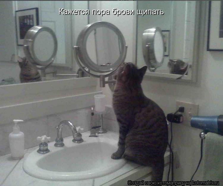 Котоматрица: Кажется пора брови щипать