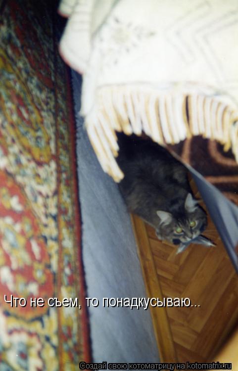 Котоматрица: Что не съем, то понадкусываю...
