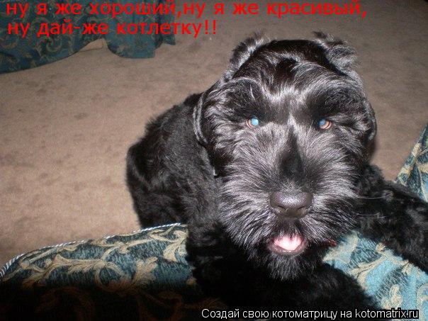 Котоматрица: ну я же хороший,ну я же красивый, ну дай-же котлетку!!