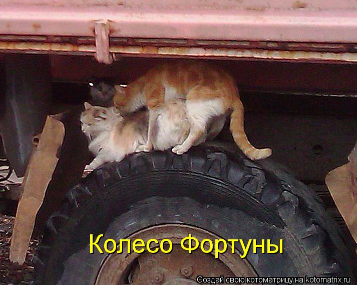 Котоматрица: Колесо Фортуны