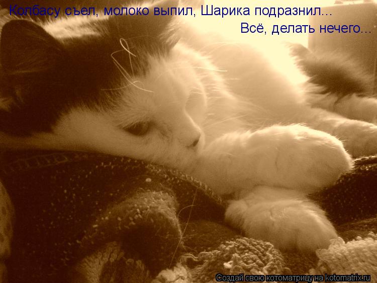 Котоматрица: Колбасу съел, молоко выпил, Шарика подразнил...  Всё, делать нечего...
